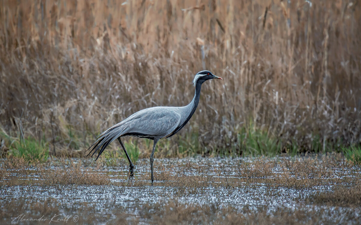 Красавец красавка - Александр К.