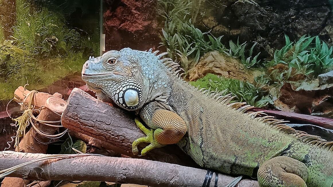 Игуана - Евгений Васильев