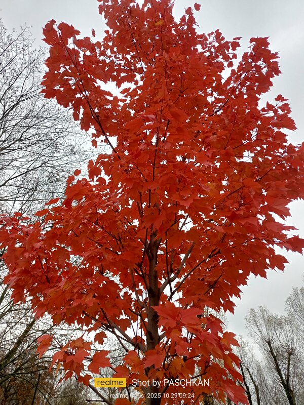 Яркий оранжево-красный клён. - Павел Михалёв