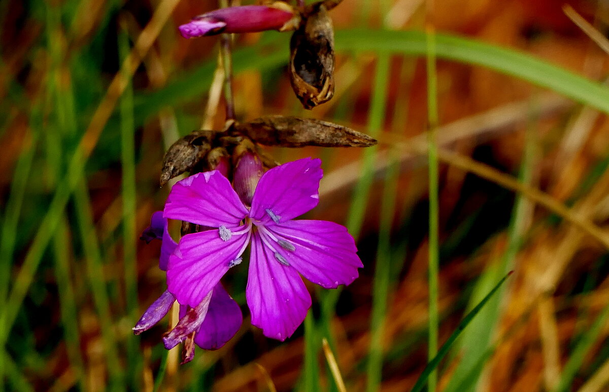 природа 30 октября 2 - Александр Прокудин