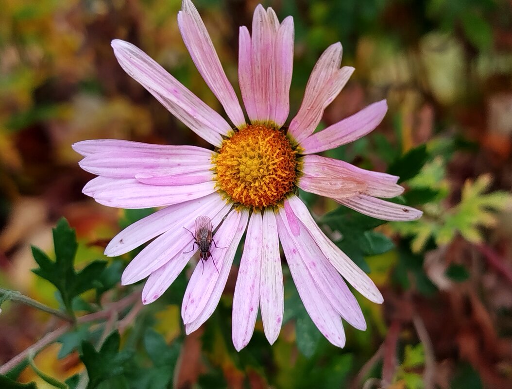 Хризантема с гостем - светлана льдокова