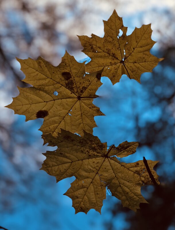 Яркие краски осени) - Любовь 