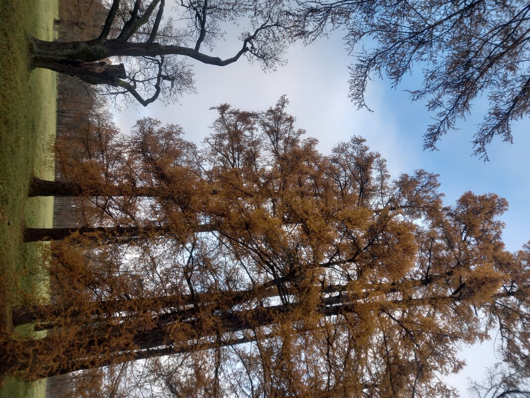 Осень - Сапсан 