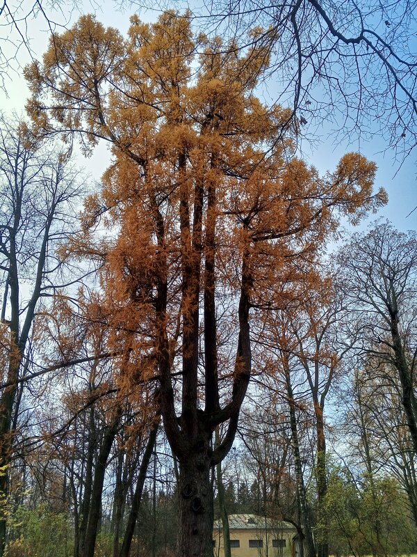 Осень - Сапсан 