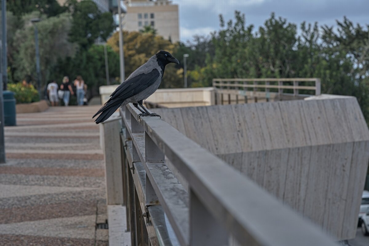 Позирует Ворона - ujgcvbif 