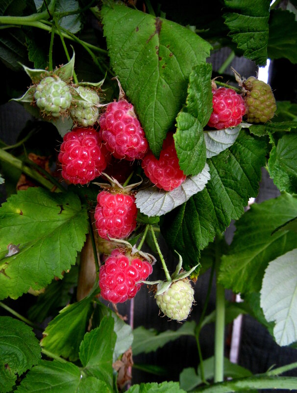 Малинка. - nadyasilyuk Вознюк