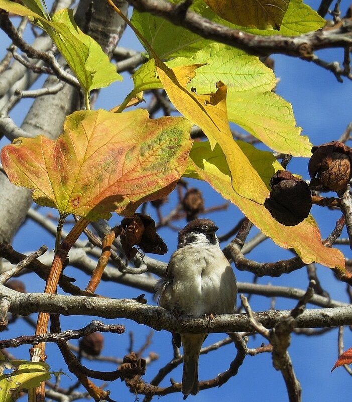 Под листочками - Natali 