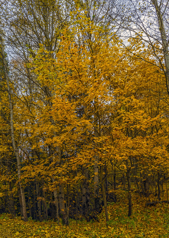 Листопад - Сергей Цветков