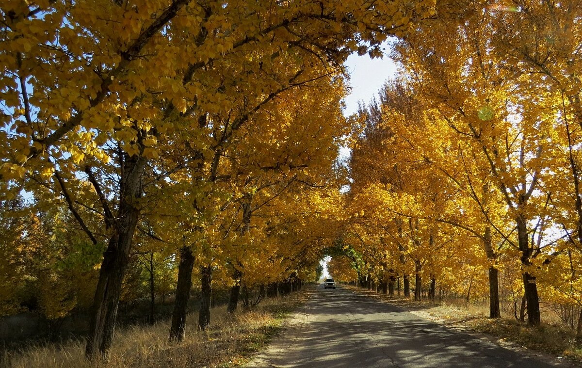 Осенняя дорога 2 - Natali 