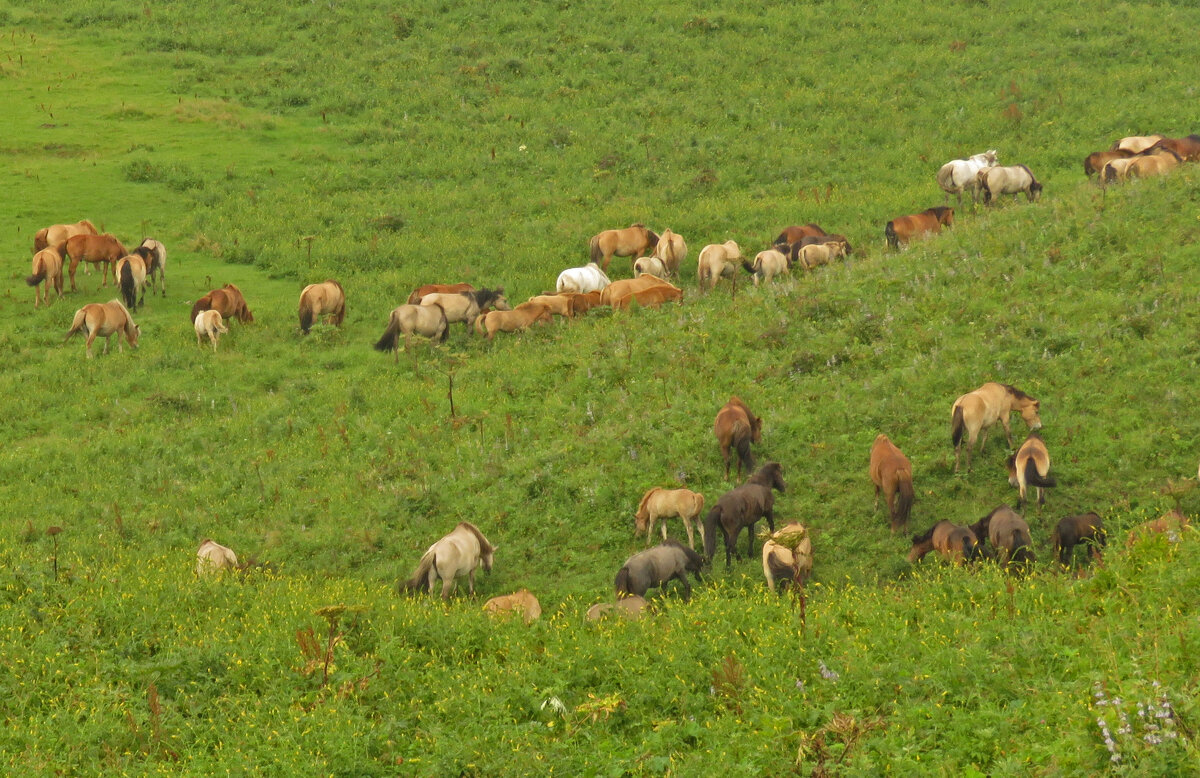 Пастбище на Крильоне - ИРЭН@ .