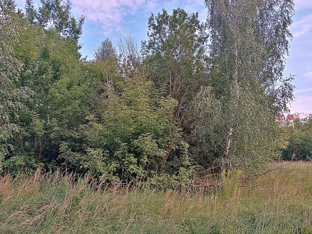 Лето в Мценске. - Владимир Драгунский