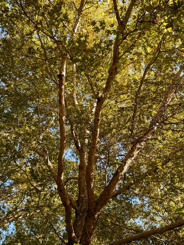 Дерево, осень конец октября, но у нас лето продолжается - Александр Деревяшкин
