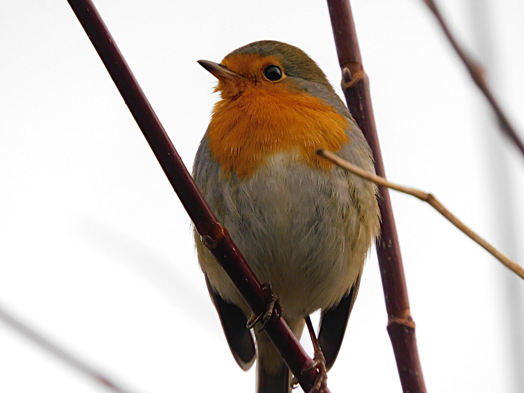 Зарянка - Лина 