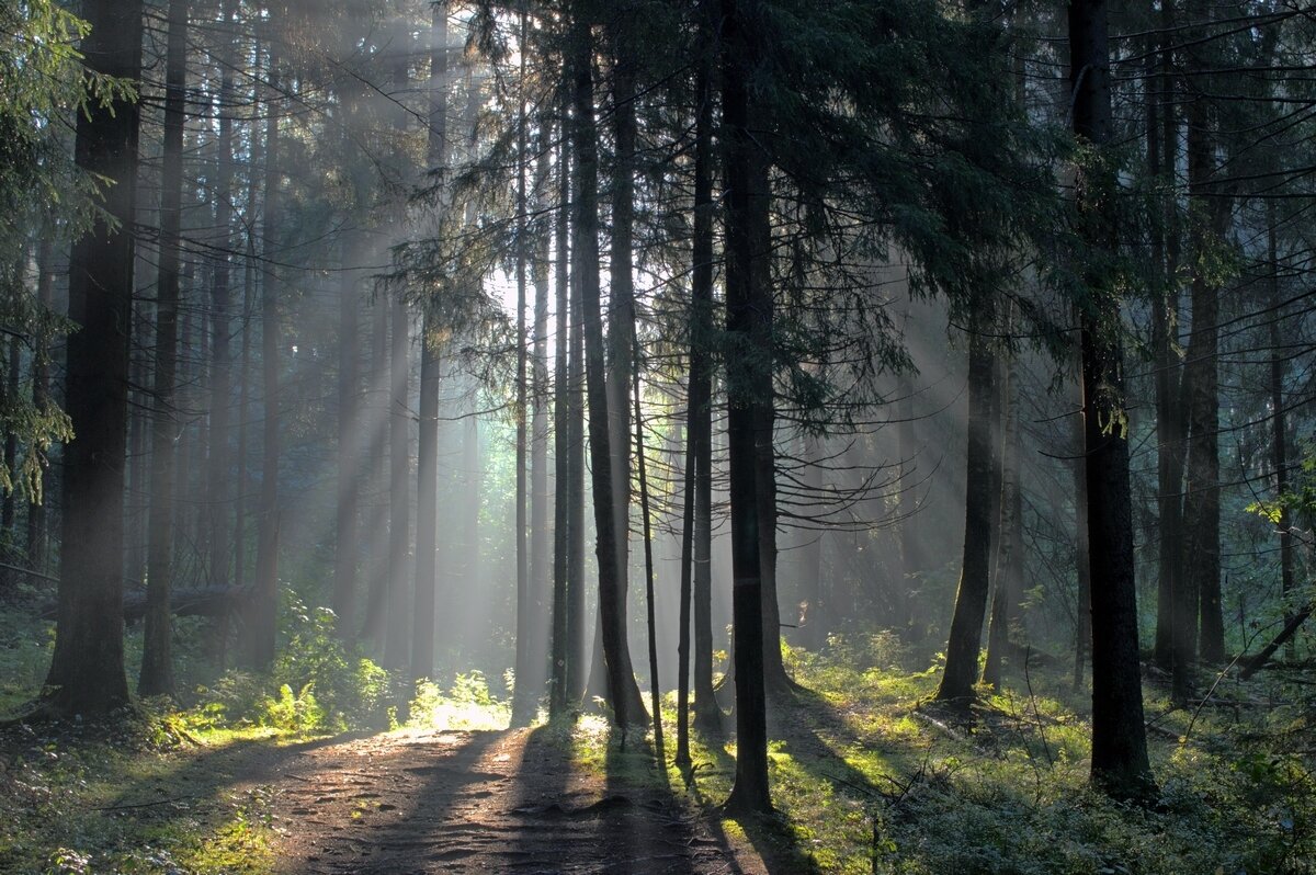 Утро в лесу......... - Юрий Цыплятников