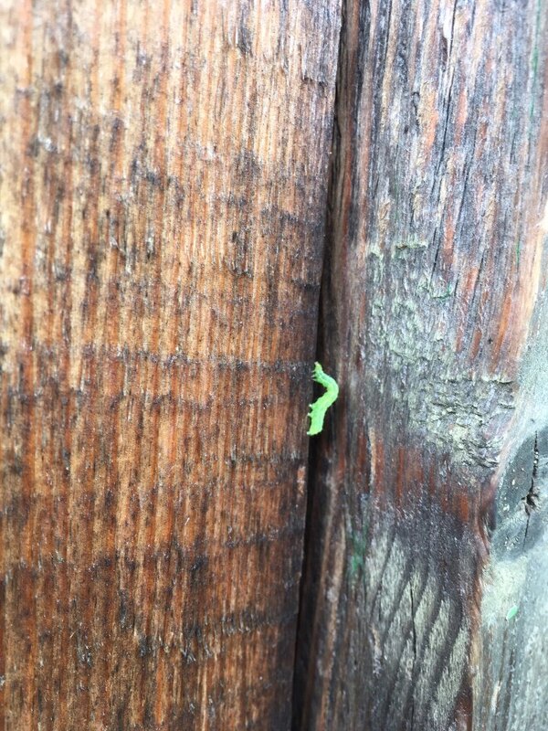 Спряталась - Ольга Савельева 