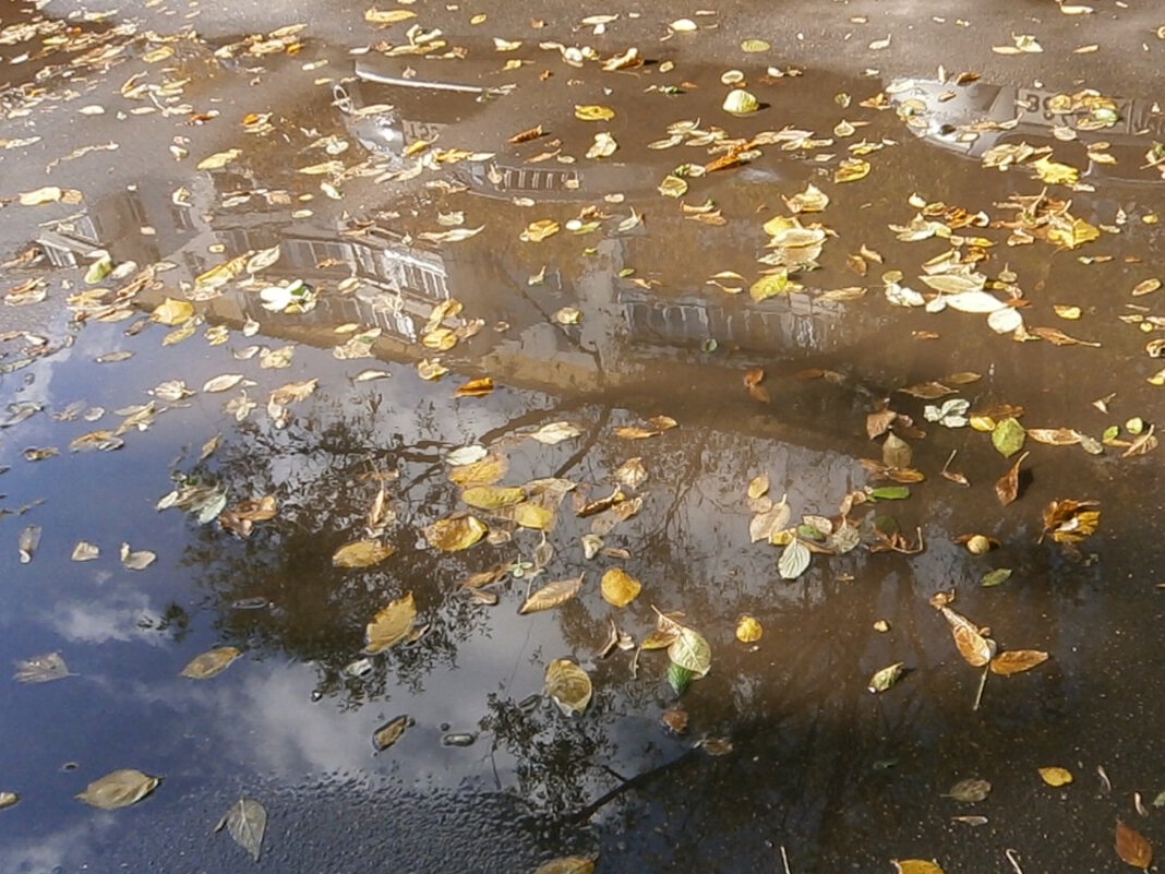 Осень в луже - Ольга Довженко