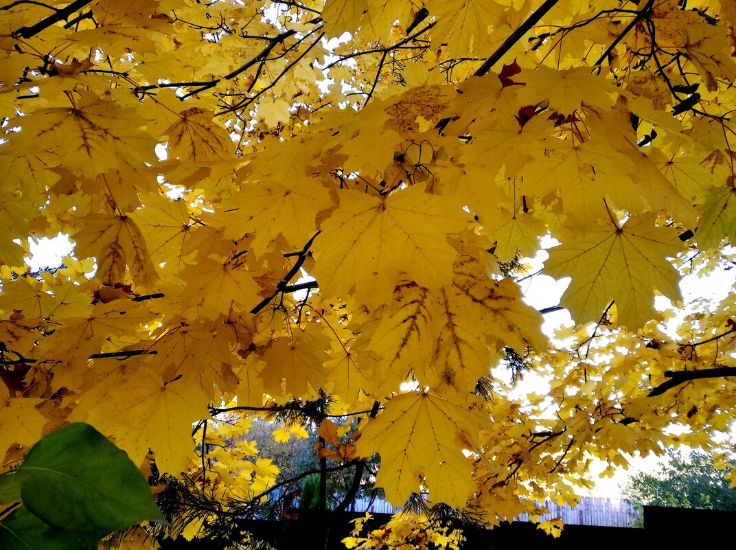 До свидания,золотая осень! - Елена Семигина До свидания,золотая осень! - Елена Семигина