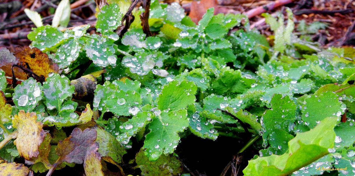 Холодные рассветы конца октября... - Андрей Заломленков