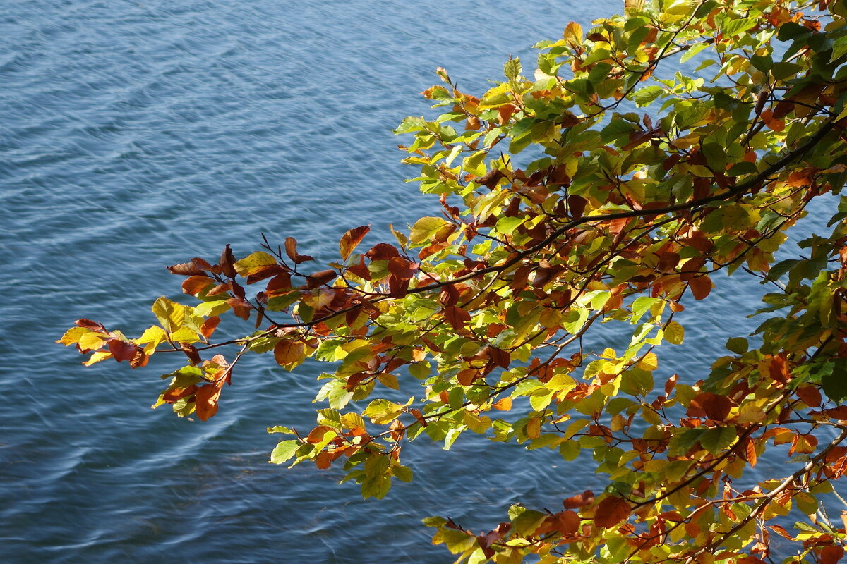 Побережье лесного озера - Рита Симонова