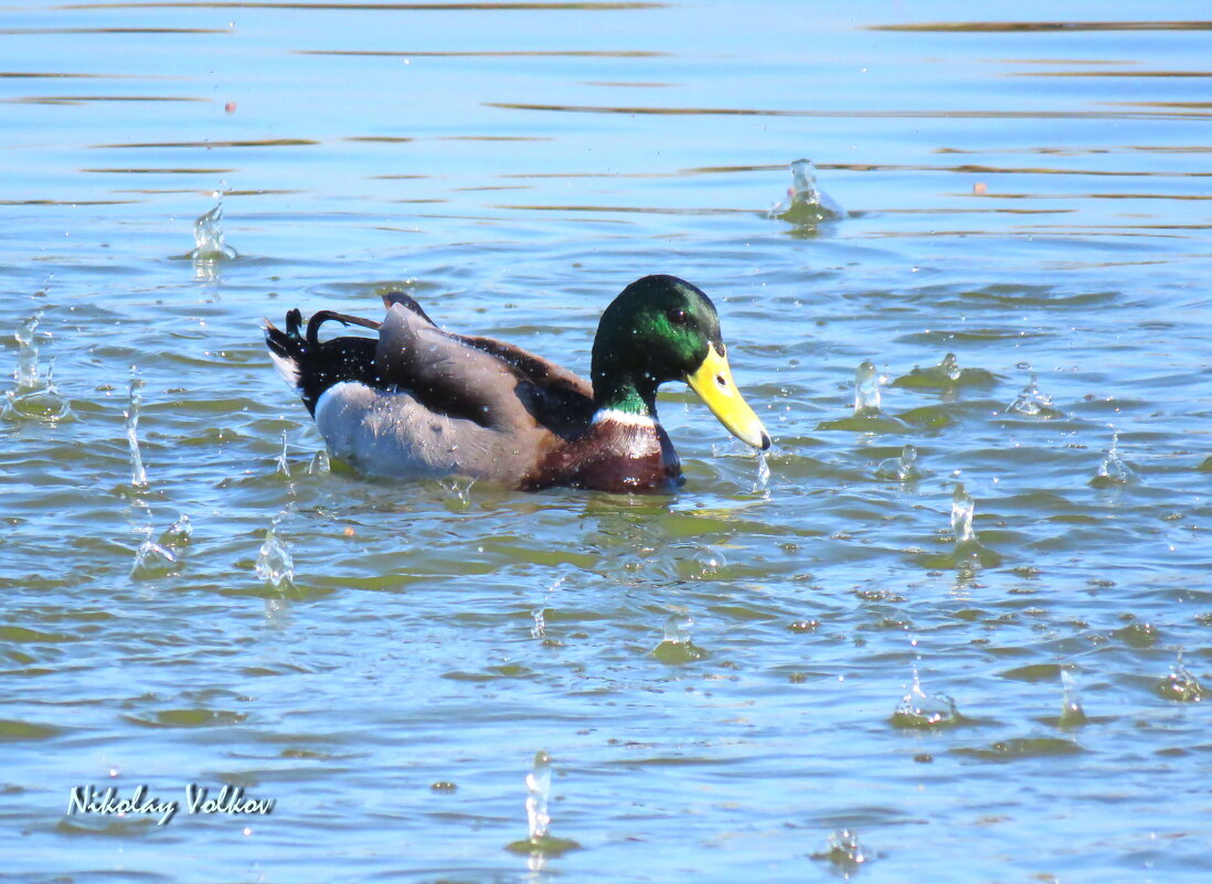 *** - Николай Волков