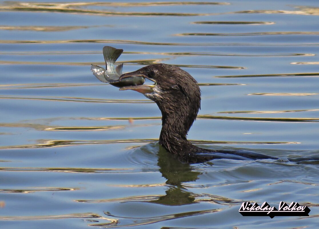 Малый баклан с уловом - Николай Волков