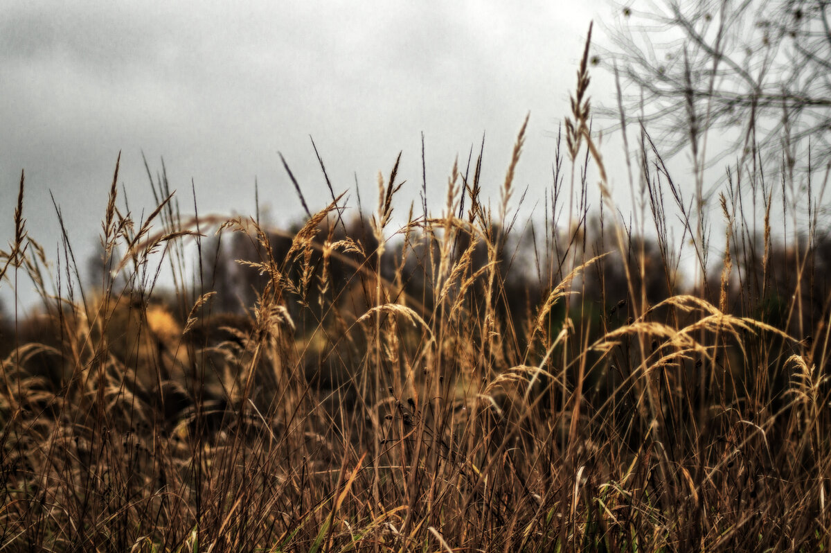 Сухие травы - sorovey Sol