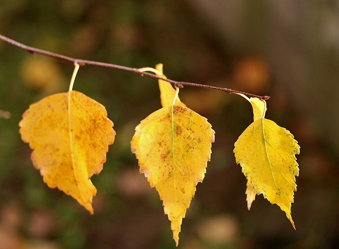 Равняйсь! - Светлана 