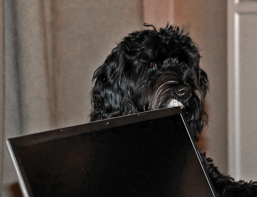 Туча айтишник - Светлана 