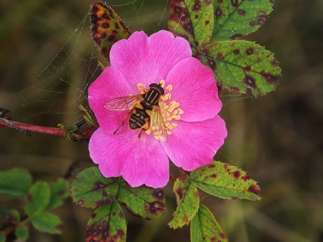 ** - Зоя Мишина ** - Зоя Мишина