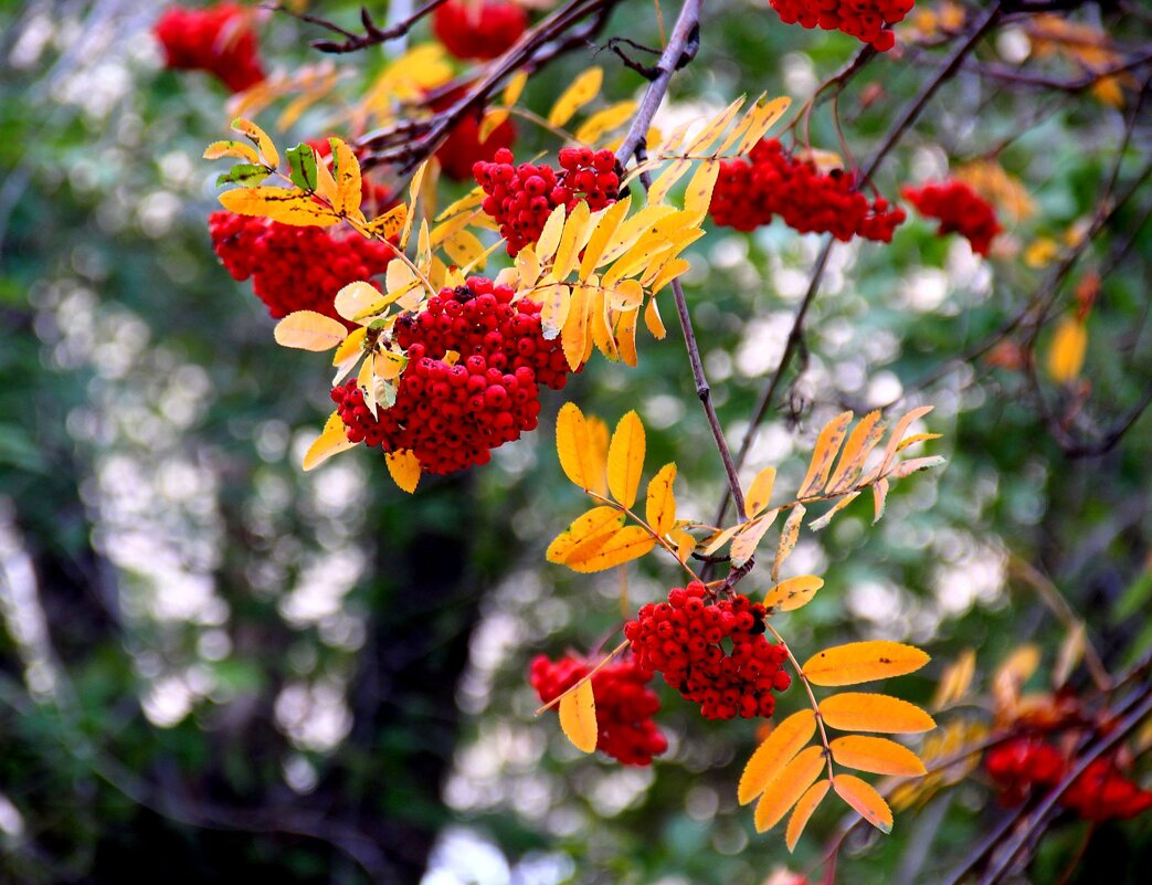 Рябина - Владимир Помазан