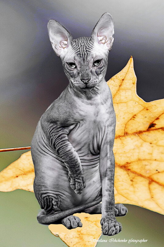 Донской сфинкс - Светлана Ищенко