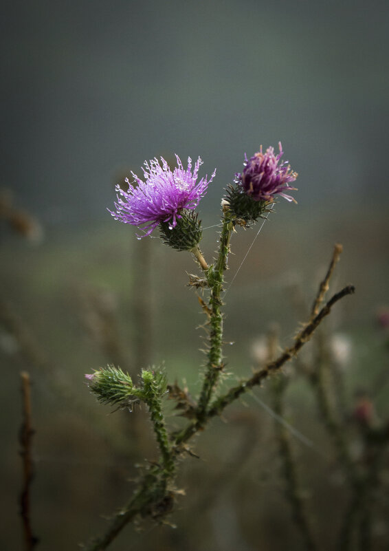 Роса. - Александр 