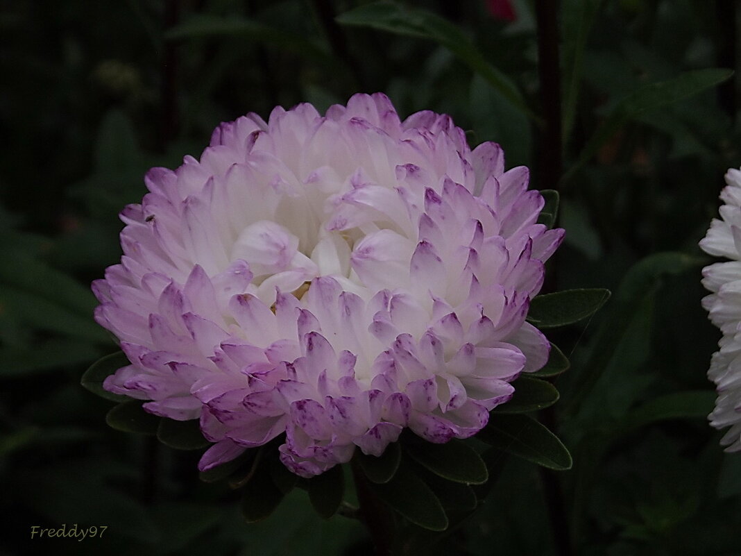 Астра - Freddy 97