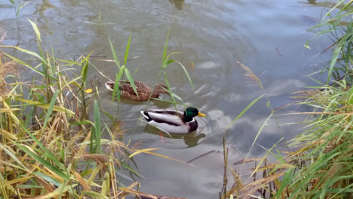 Утки все парами - Galina Solovova
