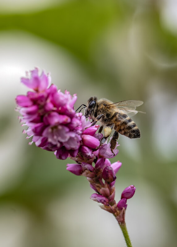 Вот и Осень пришла... - Валерий Басыров