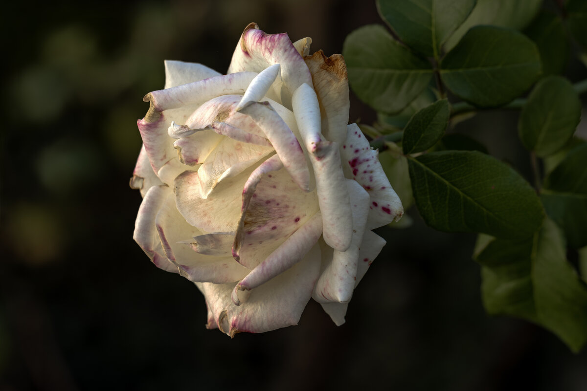 В прощальной красоте сокрыта тайна Лета... - Валерий Басыров