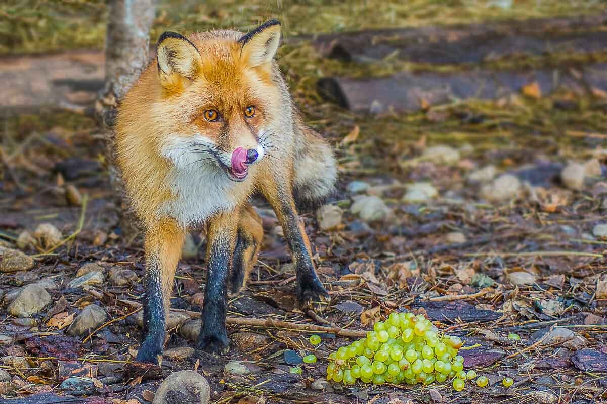 Басня Крылова - "Лиса и виноград". - Nik Lovec