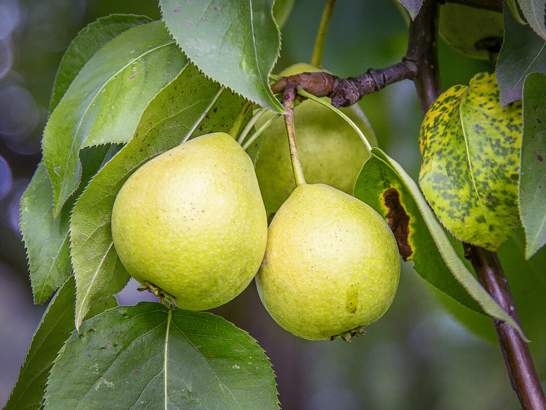Груша обыкновенная. - Aleksey Afonin