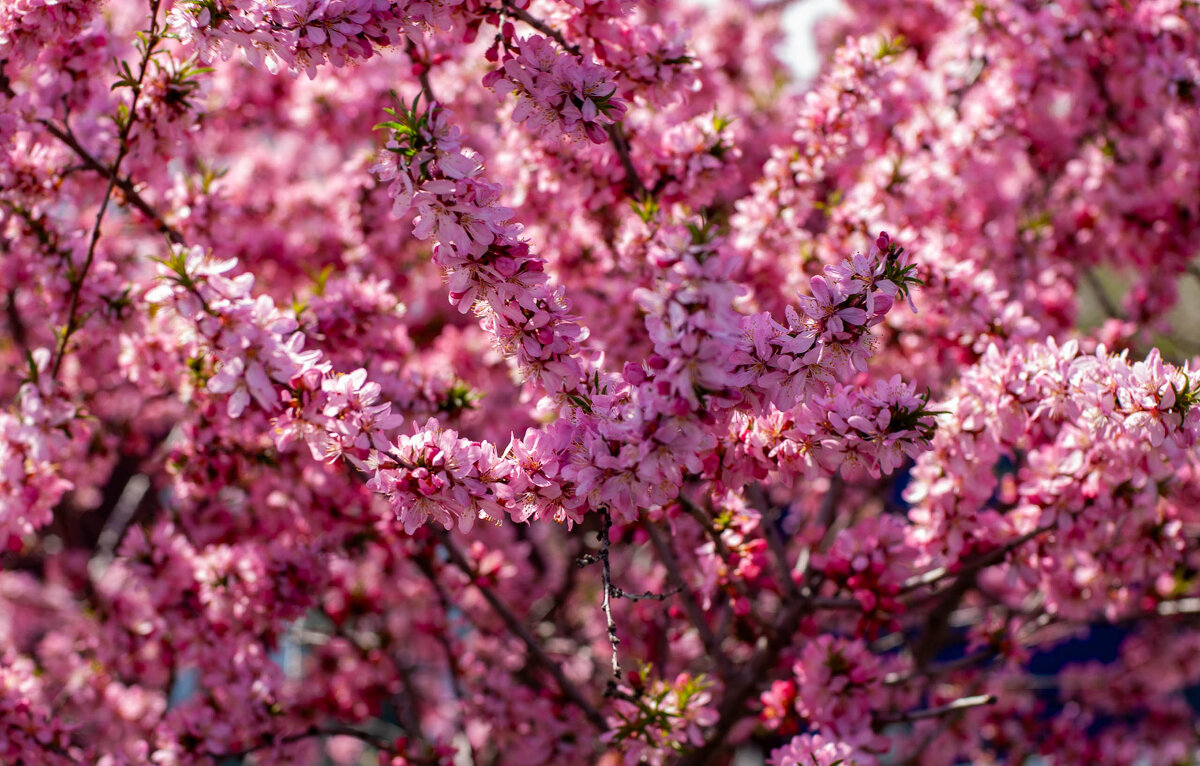 ** - Владимир Иванович