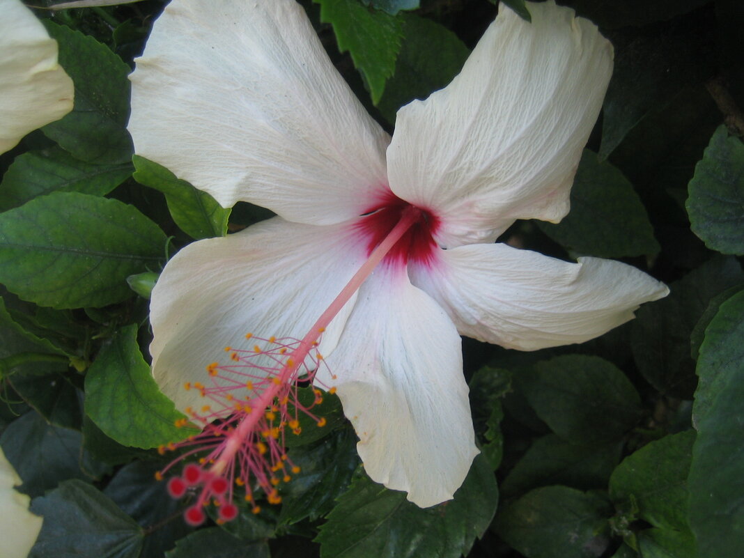 Цветение - ZNatasha -