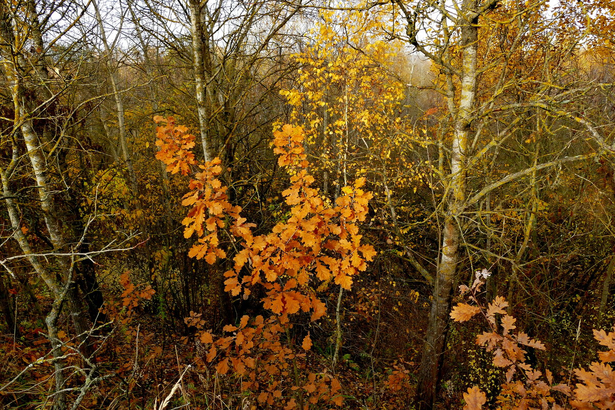 природа 30 октября 8 - Александр Прокудин