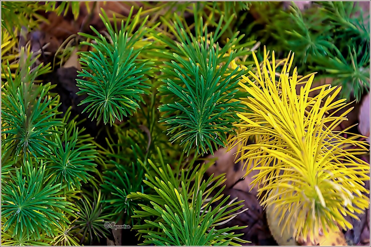 Поздняя осень ... - Aquarius - Сергей