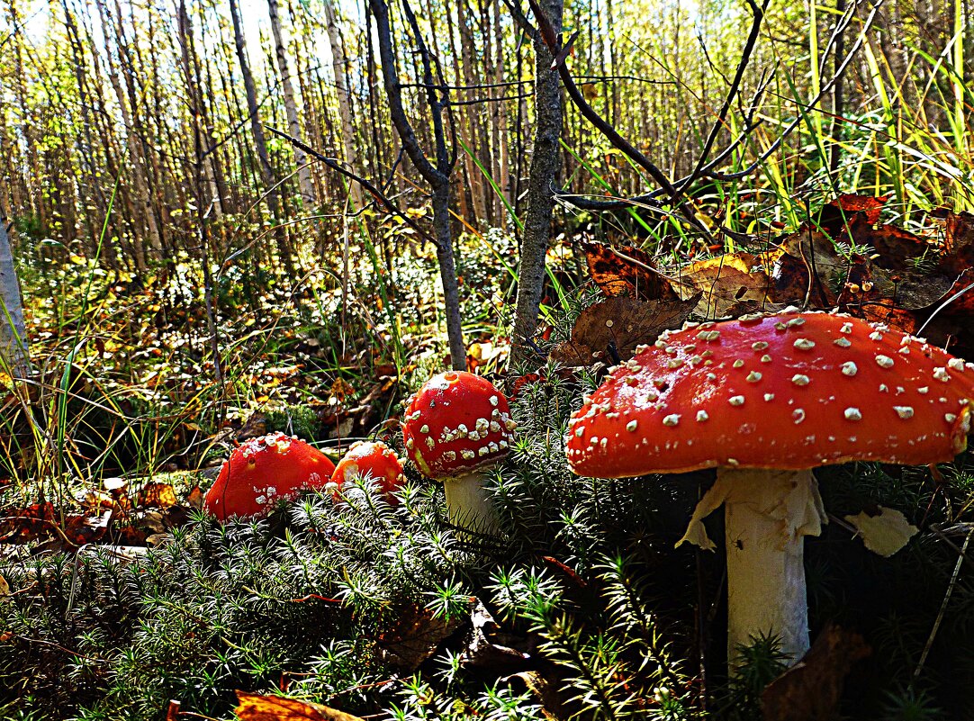 Осенние мухоморы! - Владимир 