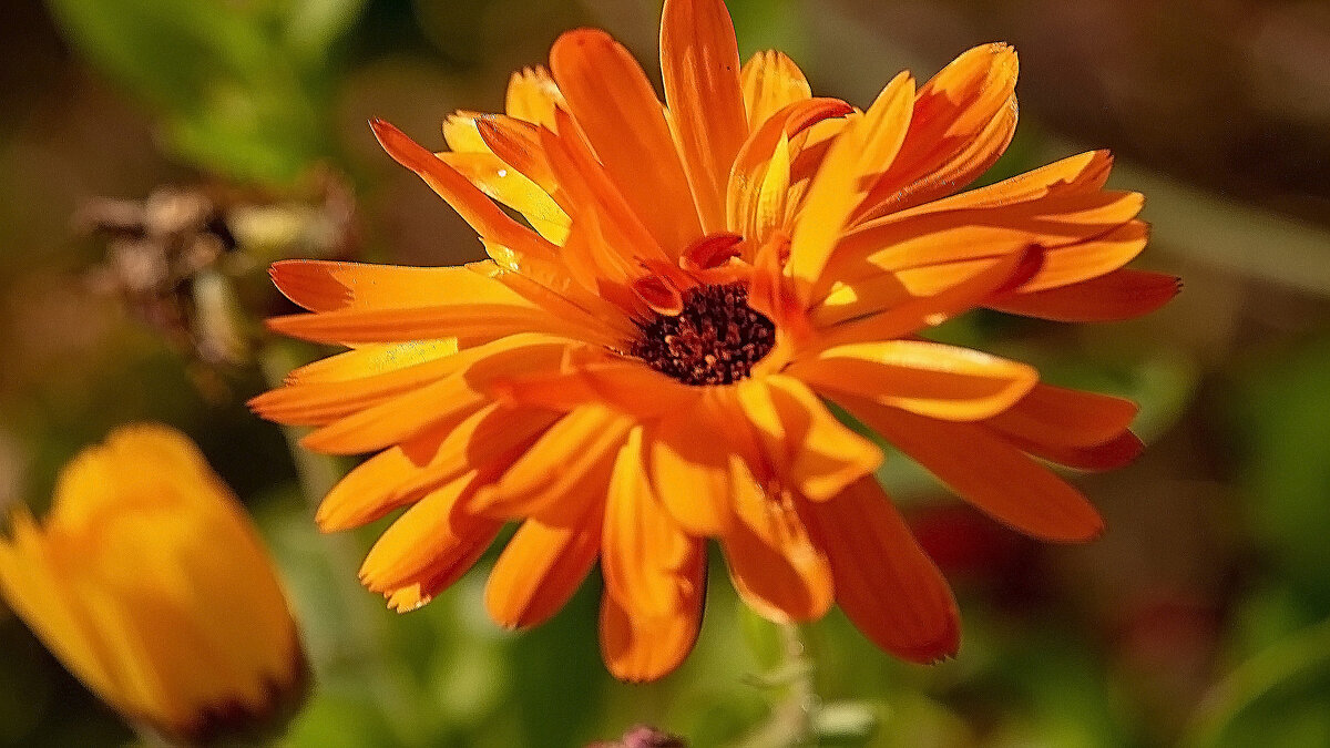 Календула - Владимир Кириченко