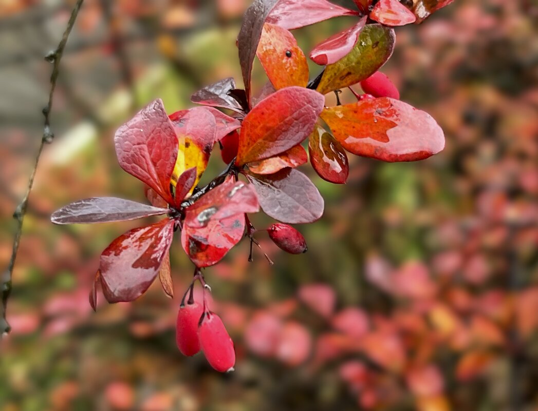 Октябрь прощается дождем... - Olga Oskolkova Октябрь прощается дождем... - Olga Oskolkova