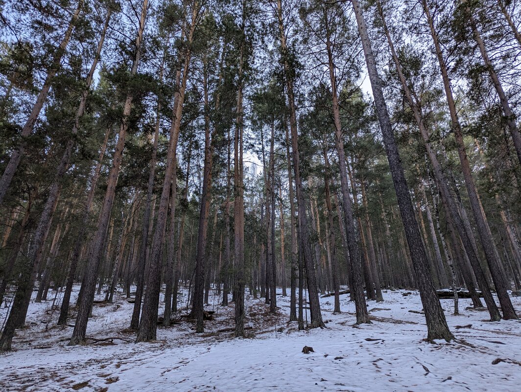 Скупое Солнце... - Андрей Хлопонин