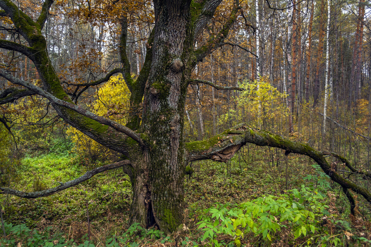 Дуб - Сергей Цветков