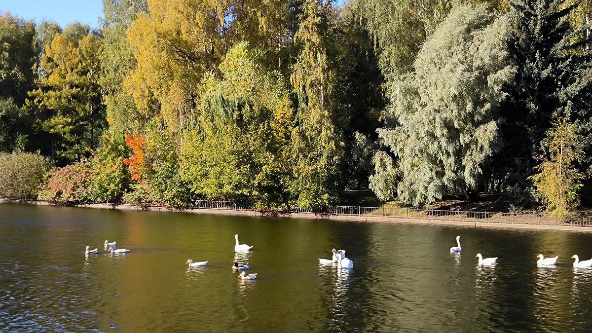 Октябрь на Крестовском - Ольга 