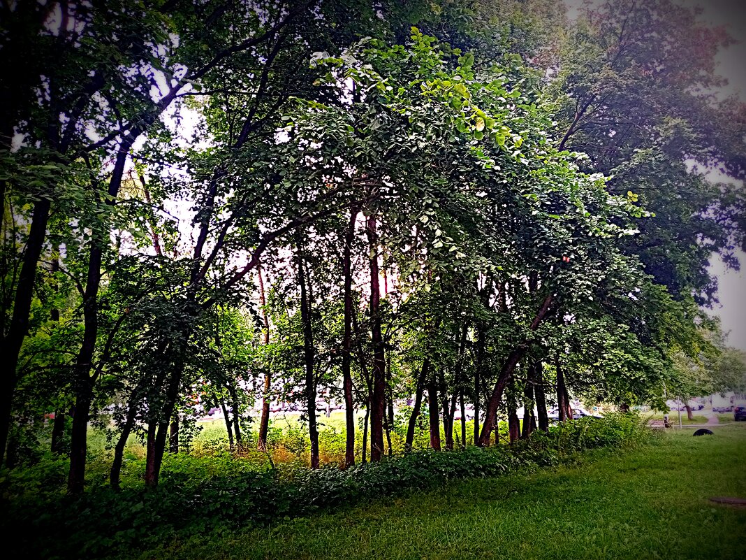 Мценск летом. - Владимир Драгунский