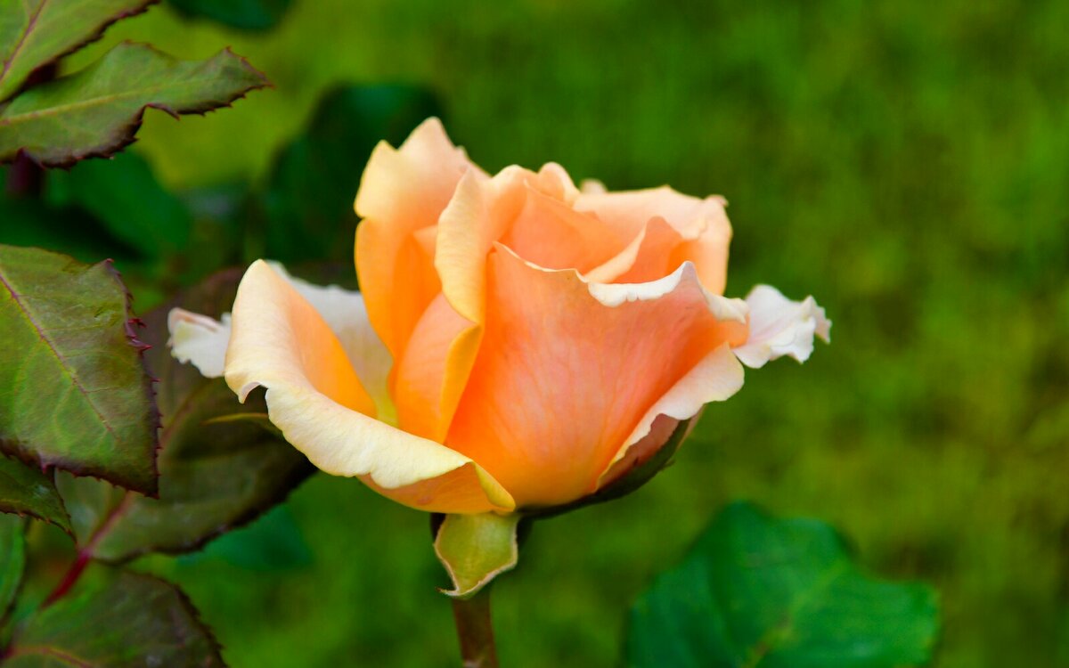 Осенние цветы. - Милешкин Владимир Алексеевич 